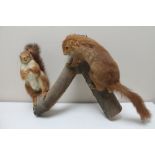 Two taxidermy red squirrels on a branch