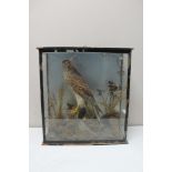An early 20th century taxidermy study of a kestrel in display case