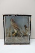 An early 20th century taxidermy study of a kestrel in display case