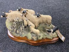 A Border Fine Arts figure by Ray Ayres of a sheep dog herding sheep, on plinth,
