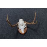 A deer skull and antlers mounted on a shield