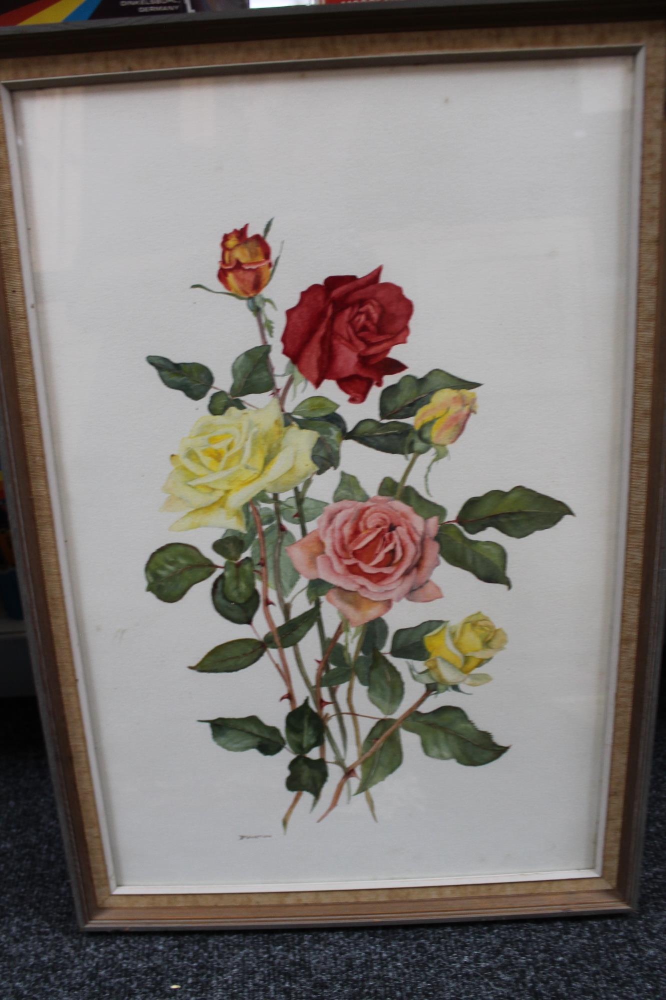 Dorothy Martin, Roses, watercolour,