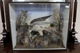 A Victorian taxidermy display case containing two owls and a falcon with prey