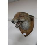 A taxidermy fox mask on shield