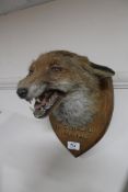 A taxidermy fox mask on shield