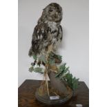 A taxidermy owl on branch