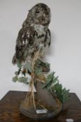 A taxidermy owl on branch