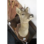 A taxidermy deer head on shield