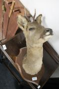 A taxidermy deer head on shield