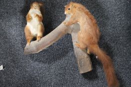 Two taxidermy red squirrels on a branch