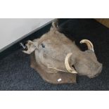 A taxidermy warthog on shield