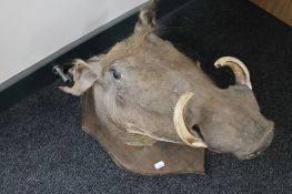 A taxidermy warthog on shield