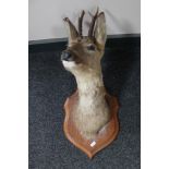 A taxidermy deer head on shield