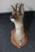 A taxidermy deer head on shield