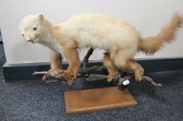 A taxidermy stoat on stand