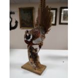 A taxidermy pheasant on plinth together with two sparrow hawks (3)