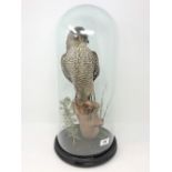 A taxidermy sparrow hawk under glass dome on ebonised plinth