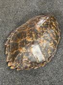 A turtle shell 50 cm x 38 cm approximately