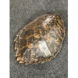 A turtle shell 50 cm x 38 cm approximately