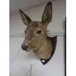 A taxidermy dear head on shield