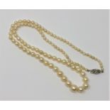 A pearl necklace with gold and diamond clasp