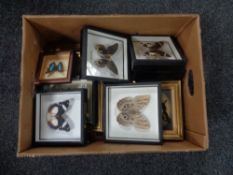 A box of framed modern butterfly specimens.