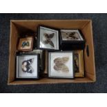 A box of framed modern butterfly specimens.