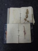 Two albums of wild flower specimens