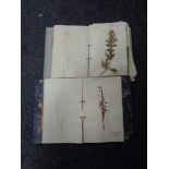 Two albums of wild flower specimens