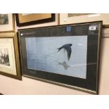 John M Threlfall : Swallow in flight, watercolour, signed, 30 cm x 54 cm,