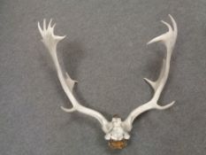 A pair of antlers