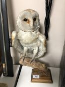 A Taxidermy study of a barn owl on branch