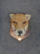 A Taxidermy fox mask