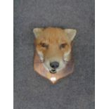 A Taxidermy fox mask