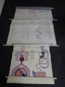 Three twentieth century German pull down education posters - DNA and anatomy