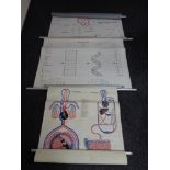 Three twentieth century German pull down education posters - DNA and anatomy