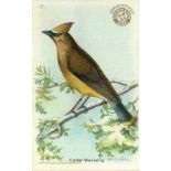 CHURCH & DWIGHT, Useful Birds of America, complete (5), 2nd & 8th-10th (all large), Birds of Prey (