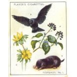 PLAYERS, A Nature Calendar, complete, G to VG, 24