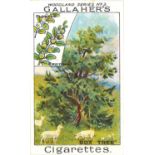 GALLAHER, Woodland Trees Series, complete, G to VG, 100