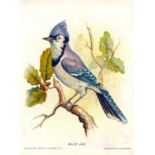 MARSH & CO., New England Birds, No. 6 Blue Jay, premium issues, VG