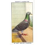 OGDENS, Racing Pigeons, complete, G to VG, 50