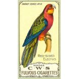 C.W.S., Parrots, No. 18, EX