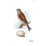 LAMBERT & BUTLER, Birds & Eggs, complete, G to VG, 50