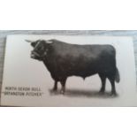 TADDY, Famous Horses & Cattle, No. 2 North Devon Bull, VG