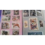 BULL DOGS, selection, inc. modern postcards, cigarette cards, Bull-Dog Society of NSW