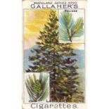 GALLAHER, Woodland Tree Series, slight duplication, generally G, 29