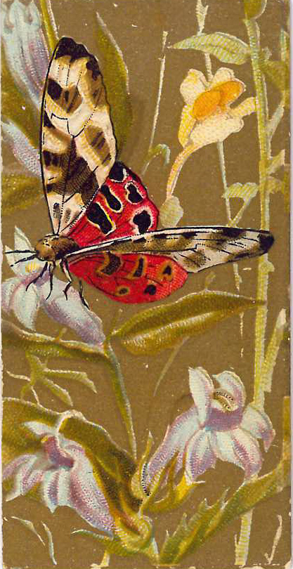 KINNEY, Butterflies of the World, floral backgrounds, slight stains to backs, G, 2