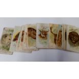 ALLEN & GINTER, Wild Animals of the World, corner crease (1), FR to G, 17