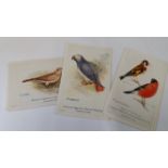 CAPERN, reward cards, Birds, inc. British Birds (complete, postcards), Little Tweet etc., mixed