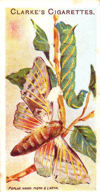 CLARKE, Butterflies & Moths, FR to generally G, 10